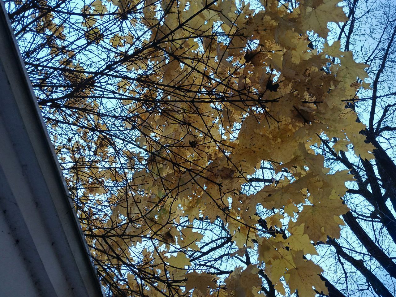 В Калужской области 5 ноября будет пасмурно, но без дождя