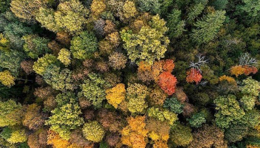 Заповедник «Калужские засеки» отмечает день рождения