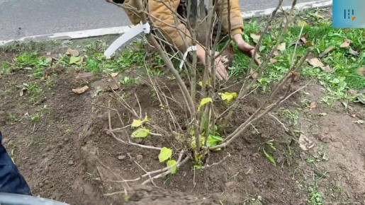 На бульваре Степана Разина высадили 35 кустов сирени