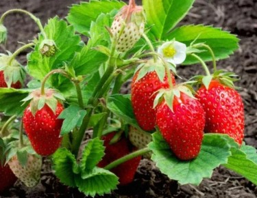 Секреты успешного выращивания клубники: советы от опытных садоводов