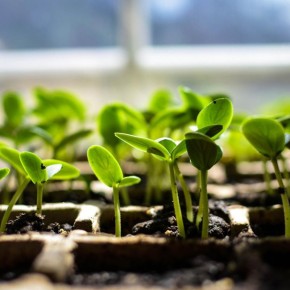 Экономия на семенах и рассаде: советы опытных садоводов