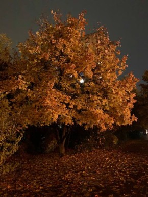 Сегодня прогнозируют переменную облачность и туман