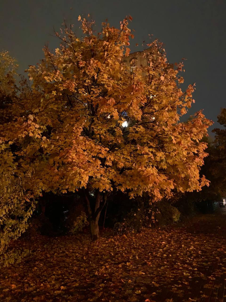 Сегодня прогнозируют переменную облачность и туман