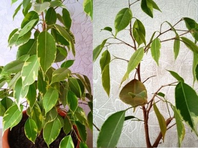 Как спасти фикус Бенджамина: причины сбрасывания листьев и советы по уходу