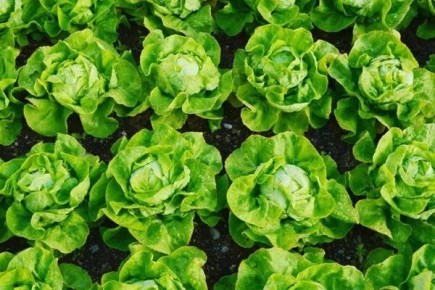 Крупнокочанный салат: как вырастить овощ с вкусом и пользой