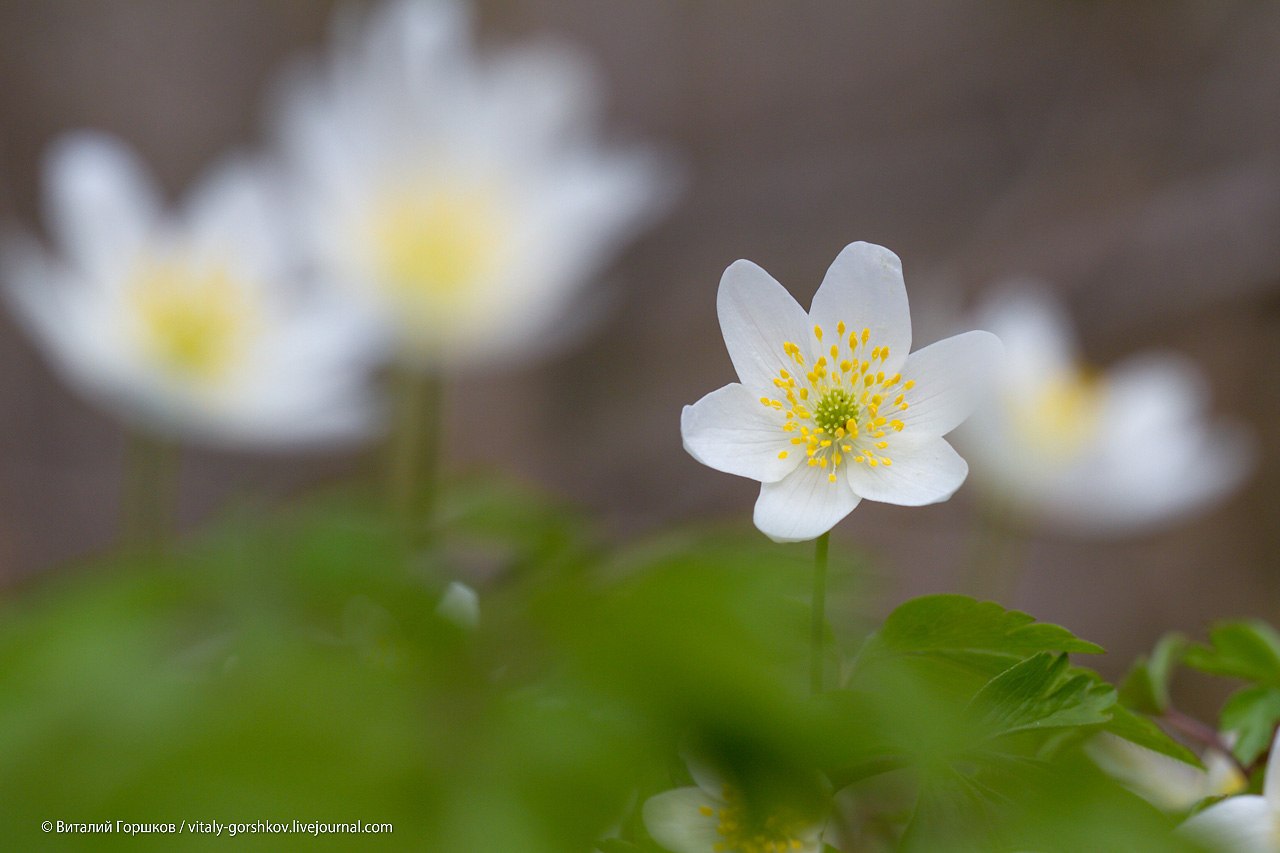 Заповедник «Калужские засеки» отмечает 33-й день рождения Заповедник «Калужские засеки» отмечает 33-й день рождения