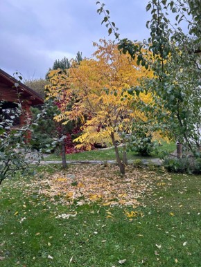 Садовая палитра осени: растения, которые радуют даже после первых заморозков