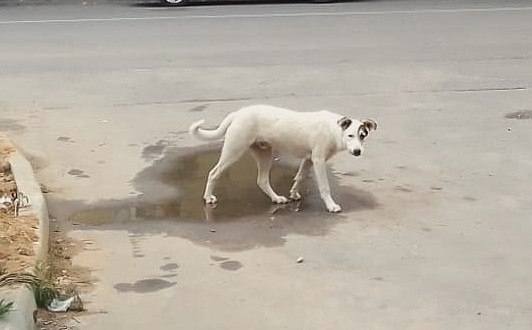 В калужском Кирове собаки бросаются на людей