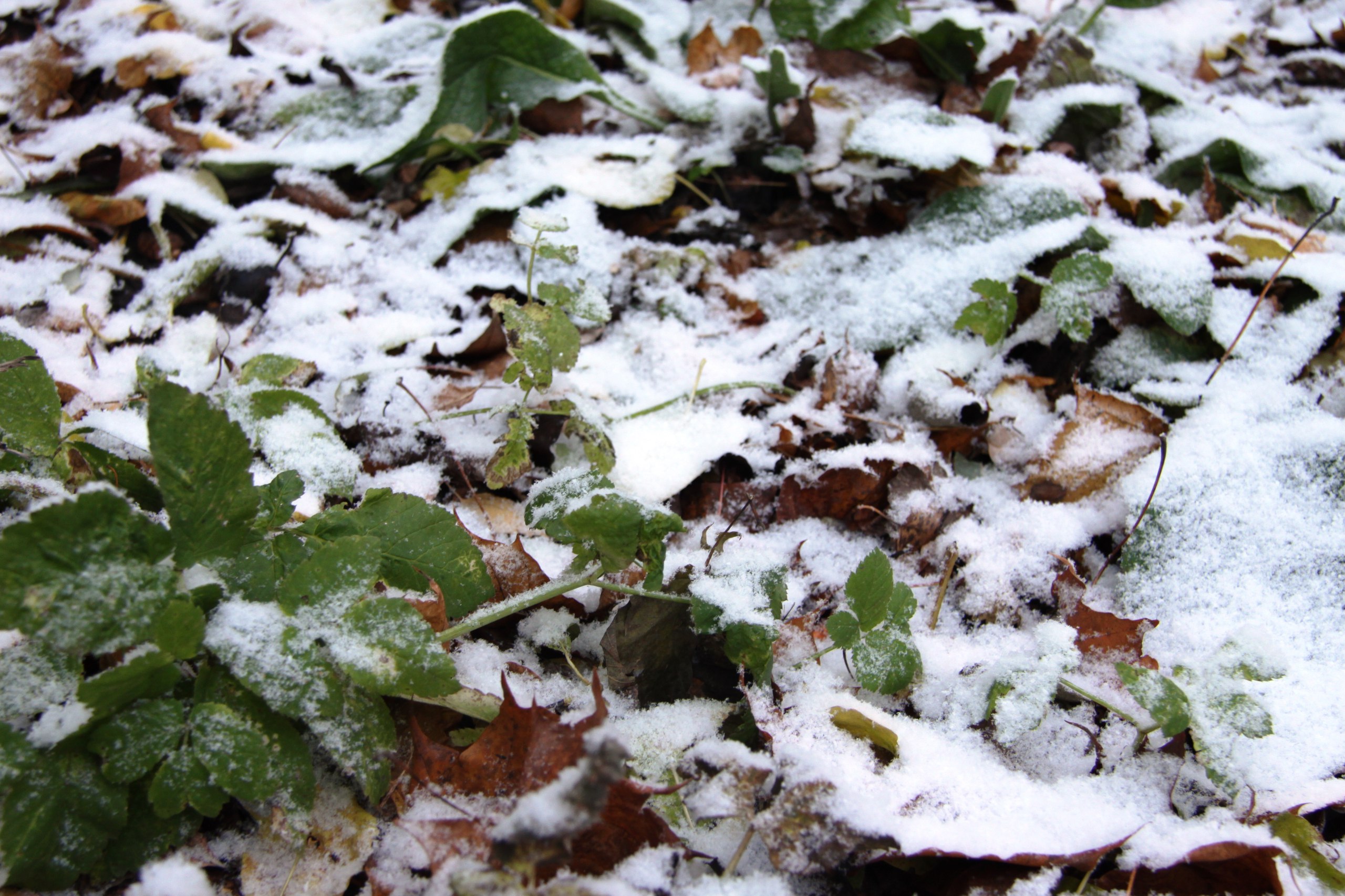 Теплое начало ноября в Калужской области сменится похолоданием