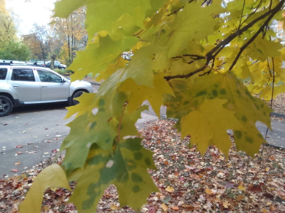 Теплая погода установилась в Калужской области