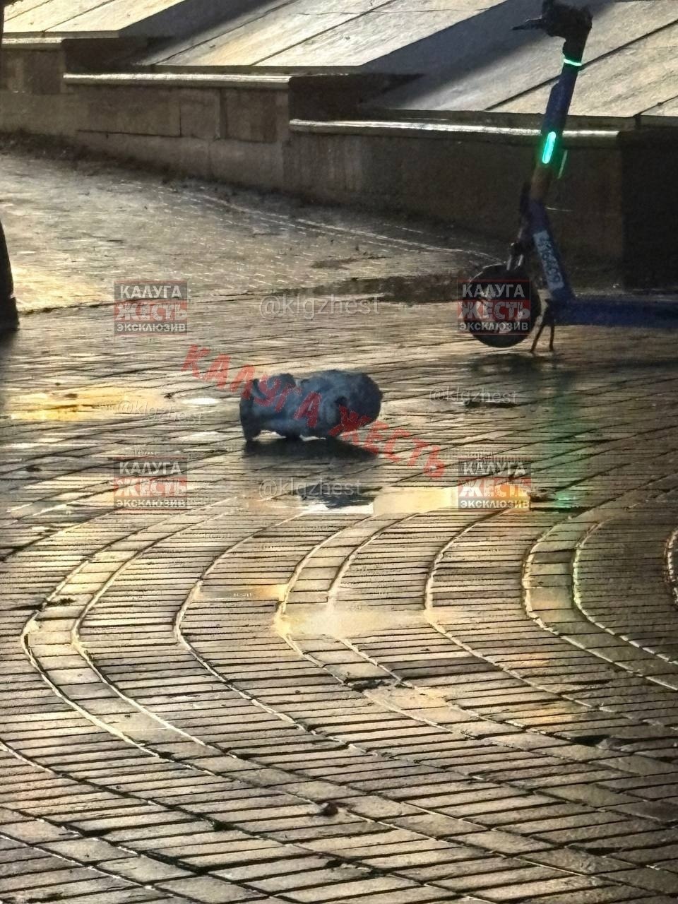 Школьница сломала скульптуру льва в центре Калуги