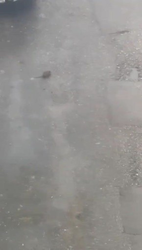 В Калуге бегают крысы на Минской