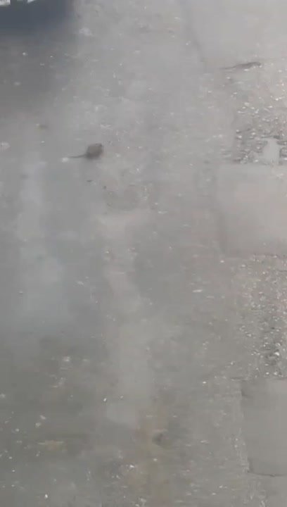 В Калуге бегают крысы на Минской