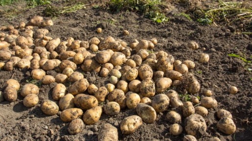 Как старые методы выращивания картофеля помогают получать богатый урожай без химии