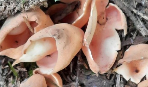 В Калужской области обнаружили редкий гриб