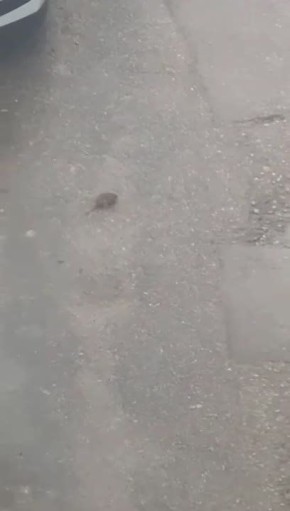 Калужанин пожаловался на нашествие крыс на Минской