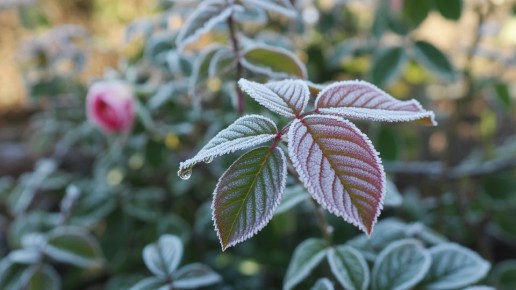 Секреты ухода за розами: как избежать распространенных ошибок