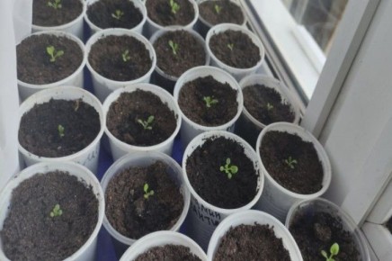 Как спасти рассаду огурцов от черной ножки: три копеечных метода