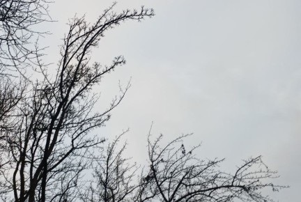 Шапша рассказал, где в Калужской области сбили беспилотник