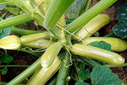 Кабачок Хьюго: как добиться размаха урожая с этим уникальным сортом