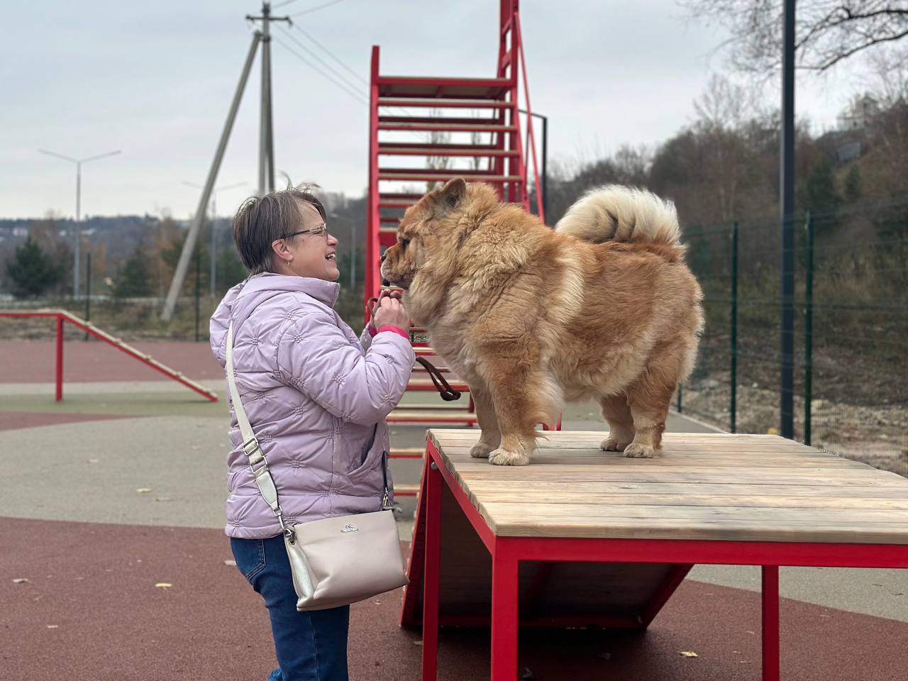 В Калуге обустроили площадку для дрессировки собак