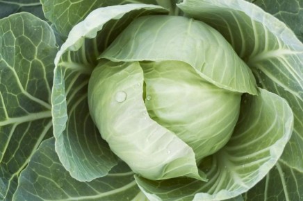 Секреты успешной подкормки поздней капусты