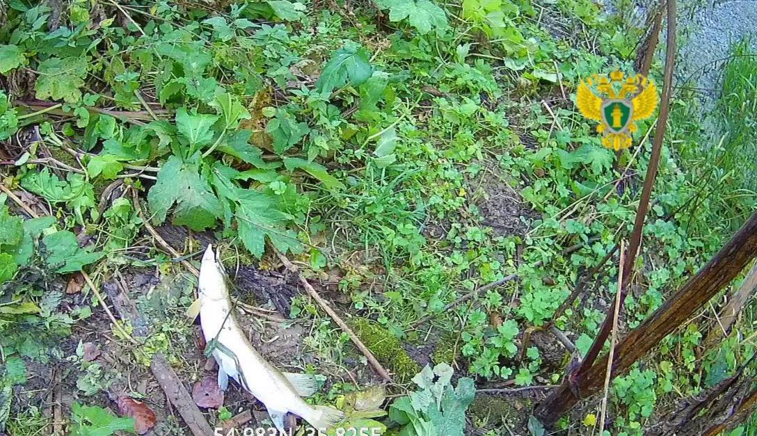 В Калужской области возбуждено уголовное дело по факту массовой гибели рыбы В Калужской области возбуждено уголовное дело по факту массовой гибели рыбы