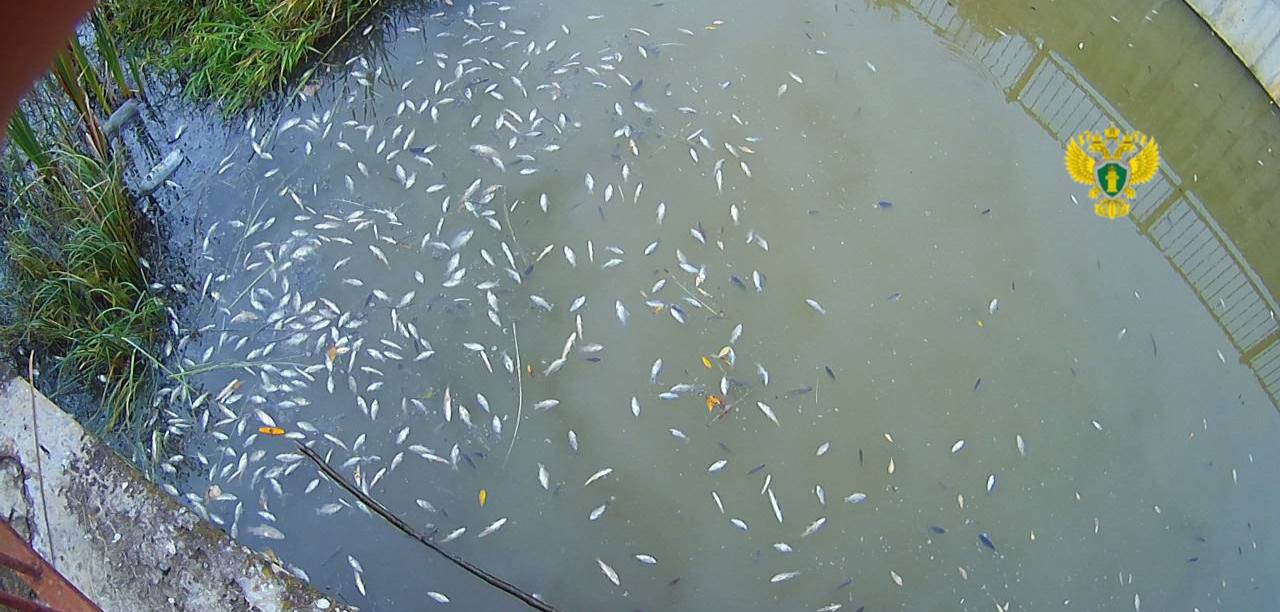 В Калужской области возбуждено уголовное дело по факту массовой гибели рыбы