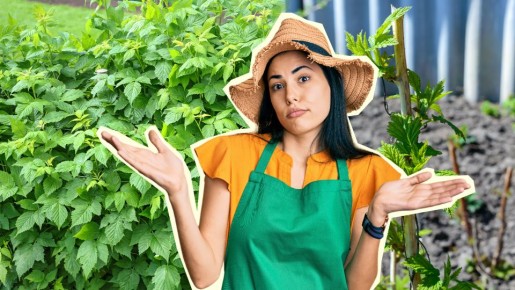 Ни одной ягодки не дождетесь: малина и смородина не переживут этих ошибок