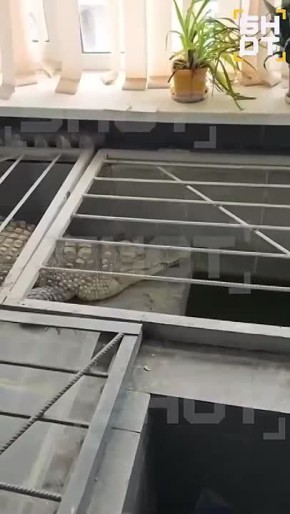 Спасти крокодила из редакции обнинского телеканала хотят жители Калужской области