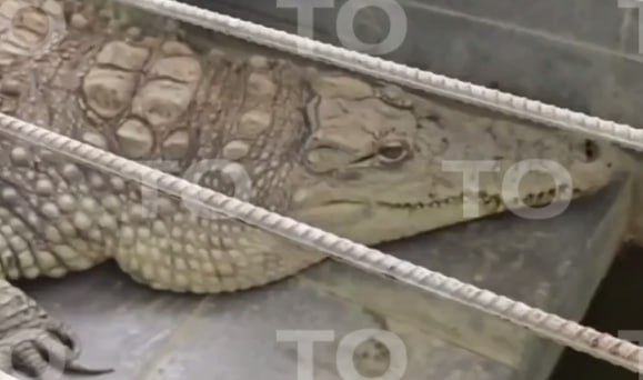 Ставший звездой соцсетей крокодил из редакции в Обнинске действительно живет рядом с журналистами уже более двадцати лет – об этом "Звезде" рассказал генеральный директор холдинга Альберт Айрапетян