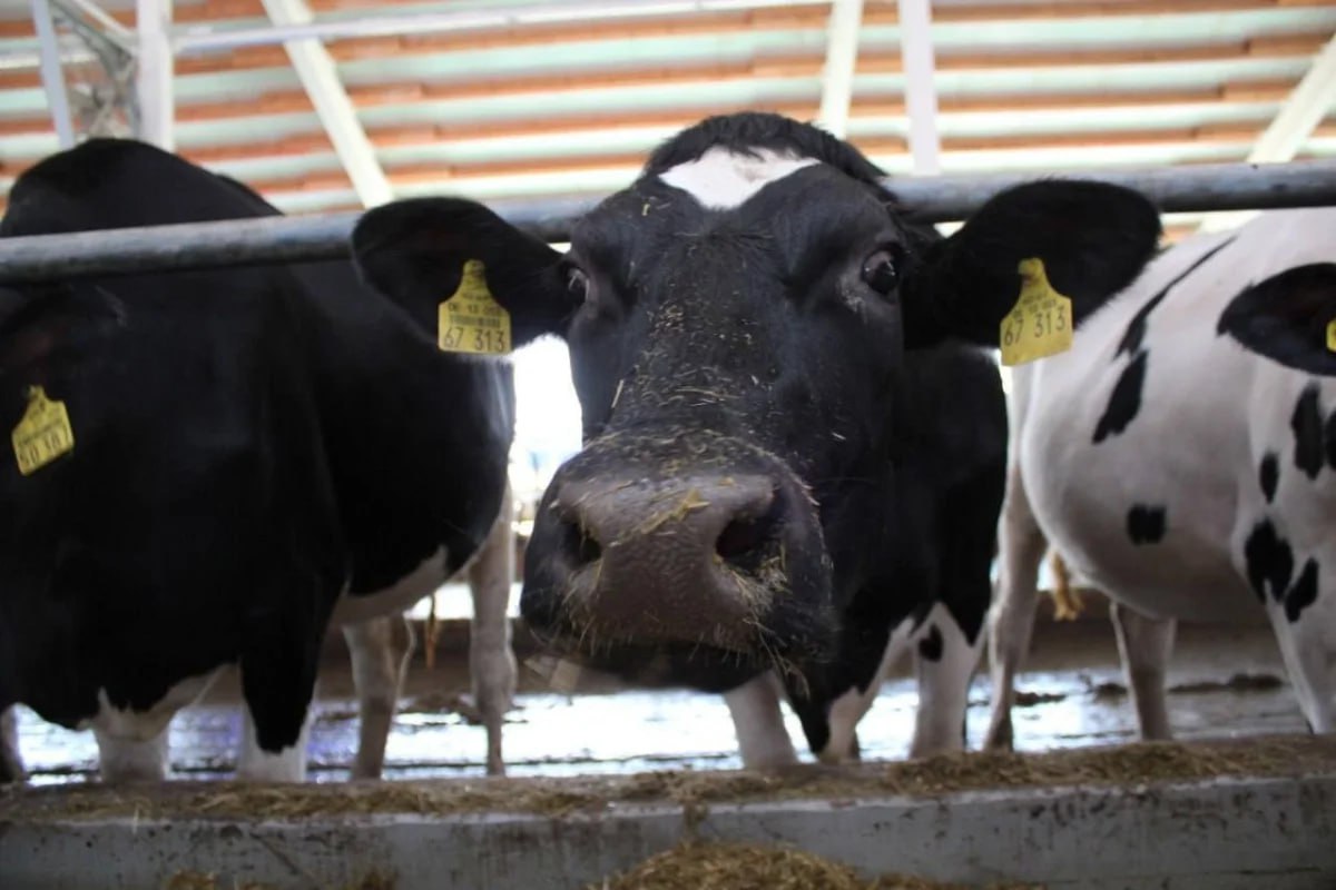 Калужские фермеры получают поддержку государства