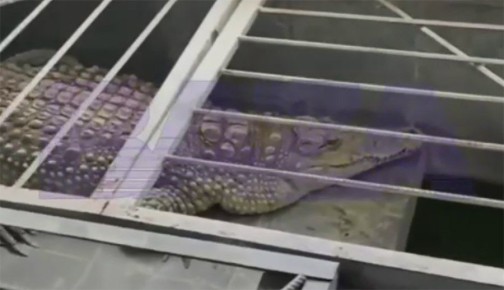 В Калужской области начался скандал из-за крокодила