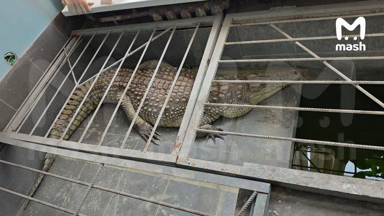 Прокуратура проверит информацию о содержании крокодила на телекомпании