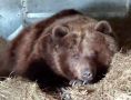 Калужская медведица Маша готовится к зимней спячке