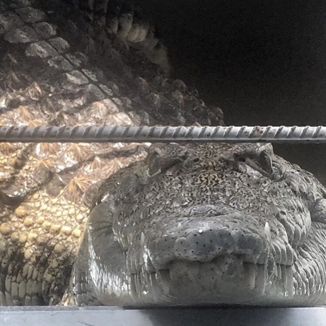 «Как будто НЛО нашли!» Глава обнинского телеканала не будет увольнять сотрудницу, рассказавшую про крокодила в редакции «Как будто НЛО нашли!» Глава обнинского телеканала не будет увольнять сотрудницу, рассказавшую про крокодила в редакции