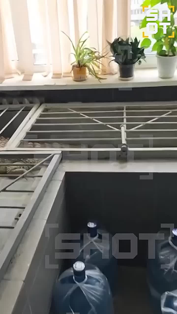 Крокодил живет в редакции обнинского телеканала