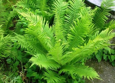 Как споровые растения связывают прошлое и будущее наших лесов