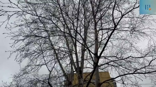 На Николо-Козинской началась вырубка деревьев