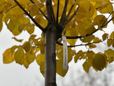 Терепец озеленят. В ближайшее время на зеленой зоне у конечной остановки общественного транспорта в микрорайоне Терепец будут высажены несколько десятков кустарников и 15 деревьев