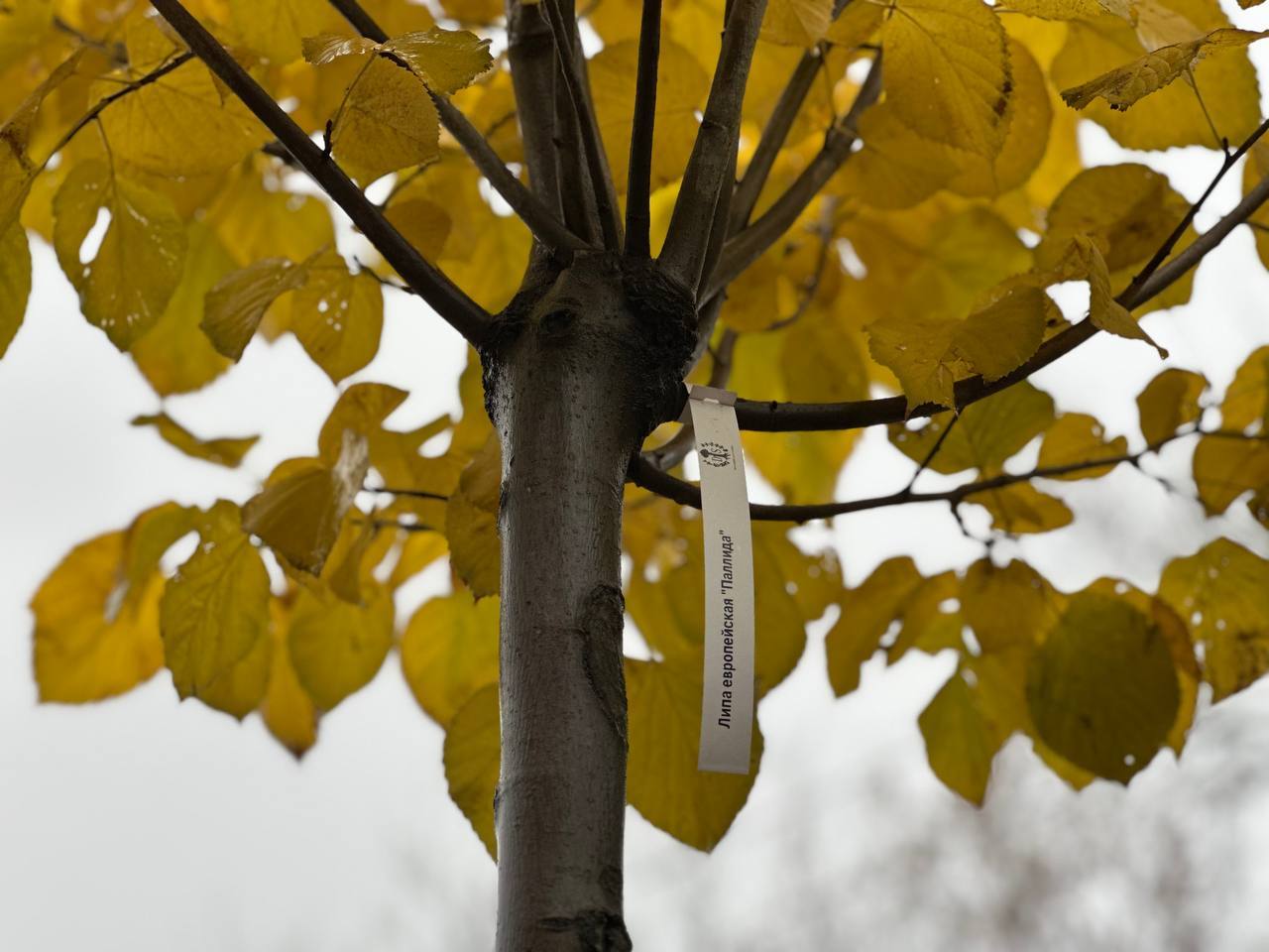 Терепец озеленят. В ближайшее время на зеленой зоне у конечной остановки общественного транспорта в микрорайоне Терепец будут высажены несколько десятков кустарников и 15 деревьев