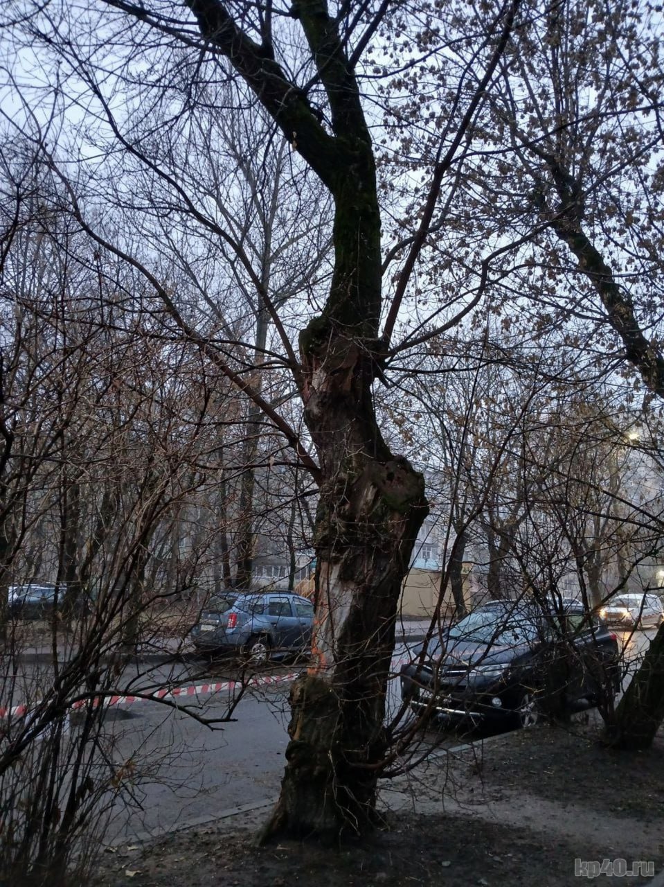 В Калуге вырубают деревья на улице Николо-Козинской В Калуге вырубают деревья на улице Николо-Козинской