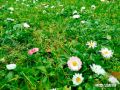 Лужайка с маргаритками в Мосальске