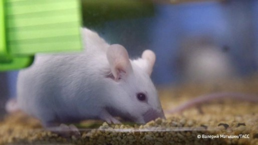 Мужское бесплодие излечили