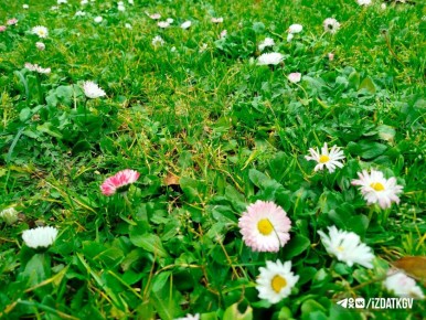 Лужайка с маргаритками в Мосальске
