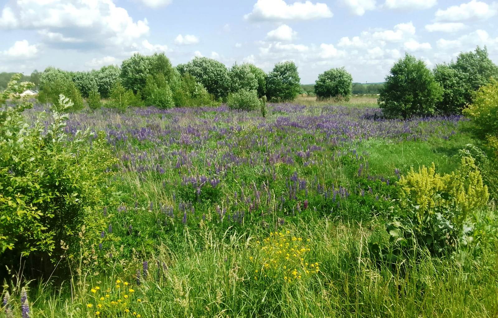 В Калужской области запустили ИИ-систему для обнаружения необрабатываемых полей