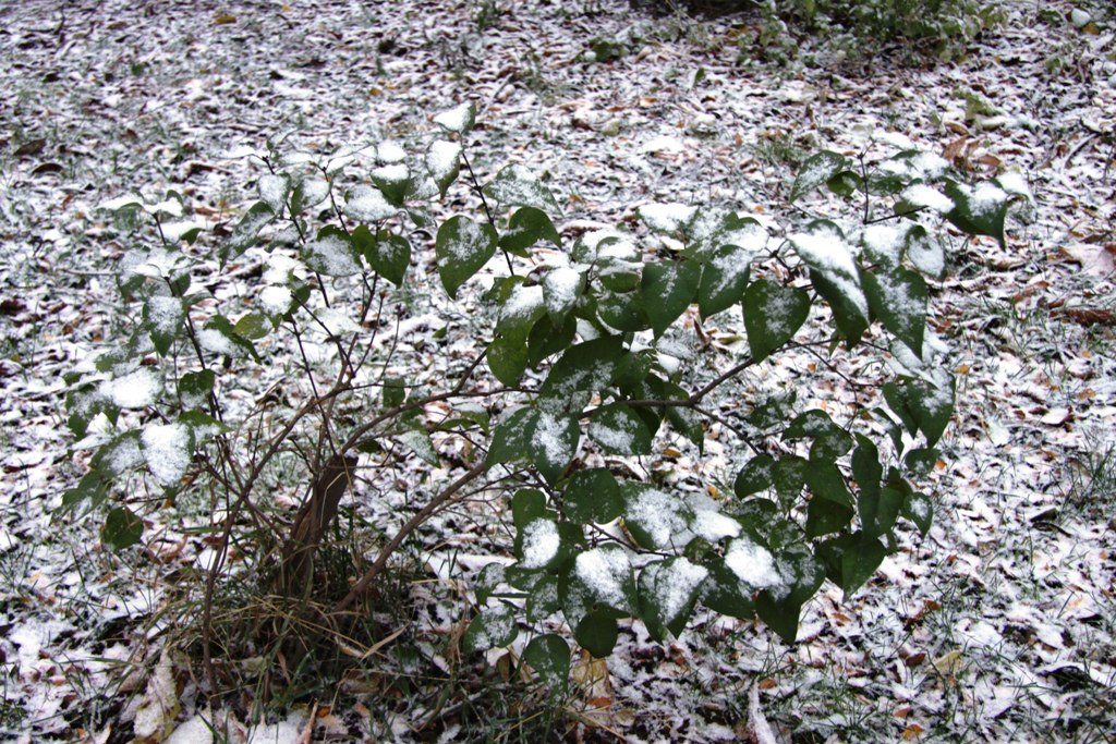 В Калужской области ожидается аномальное потепление
