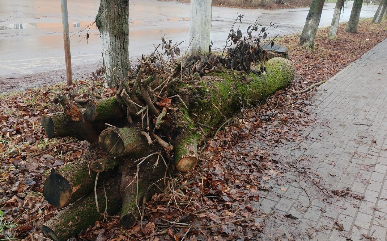 В Калуге спиленные деревья не убирают с лета