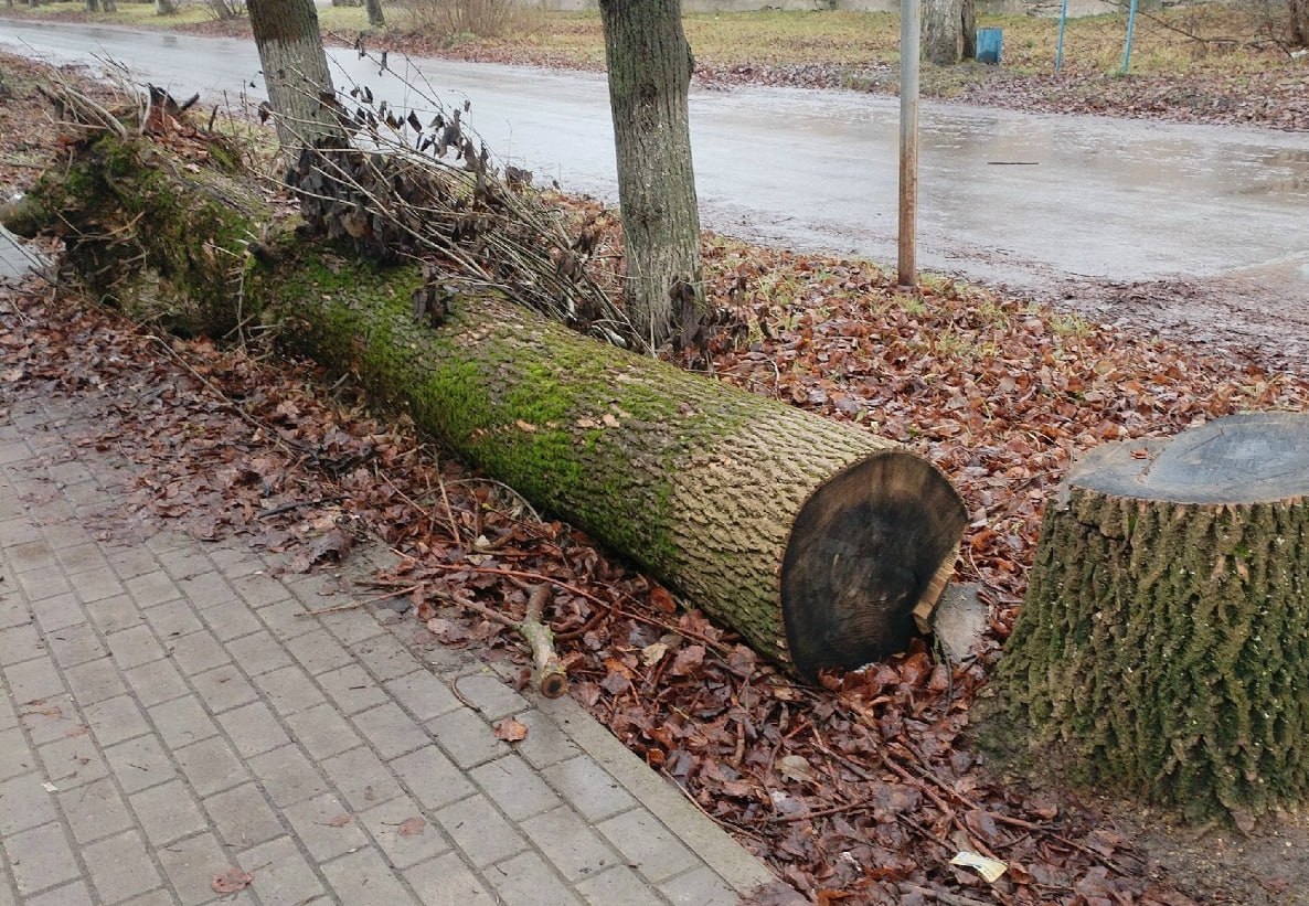 В Калуге спиленные деревья не убирают с лета В Калуге спиленные деревья не убирают с лета