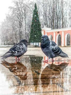 Новая неделя в Калуге начнется с ледяных дождей